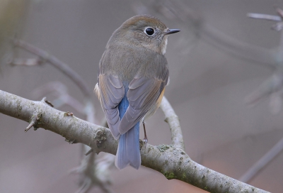 Mijn allereerste waarneming van een Blauwstaart vandaag. Een erg leuke vogel die goed stil blijft zitten. Gedrag 'a la Roodborst. Vogel zit teveel in het midden van het beeld naar m'n zin maar door de korte afstand viel er niets te croppen. Luxe problemen;-)