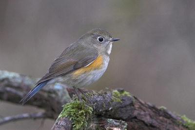 Nikon D200 200-400VR + 1.4cvt  F5.6 1/60 ISO640