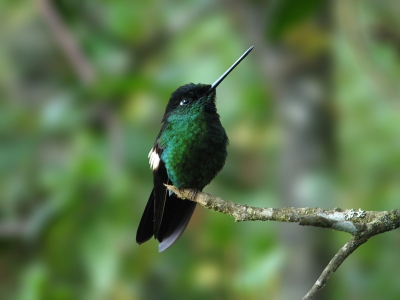 algemene soort net onder de boomgrens. Helaas de Black-breasted Puffleg niet gezien hier...