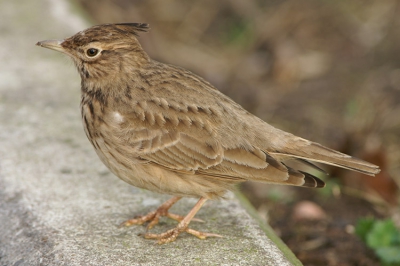 Ook ik als Hooglander kan natuurlijk niet achterblijven bij het fotograferen van de Kuifleeuweriken. Hier is de eerste foto. Ongecropt, dus ze zijn erg goed benaderbaar. Ze lopen zelfs voor de ingang van de Esso winkel naar voedsel te zoeken..