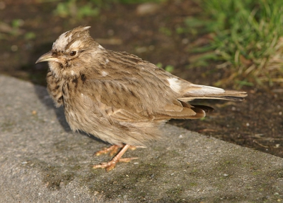 Foto twee, nu de andere kuifleeuwerik met de witte vlekken (vrouwtje?)....