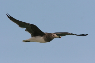 Ook van mij als eerste een soort die hoog op mijn verlanglijstje stond voor Iran; Hemprichs Meeuw. Tijdens twee weken watervogels tellen "slechts" 90 exemplaren gezien, meestal in de buurt van vissershaventjes waar ze fourageerden op (slacht-)afval. Ze zijn ongeveer het formaat van een Stormmeeuw, maar door de kleur en de grote snavel zien ze er aanzienlijk groter uit.