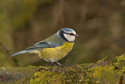 een mooie dag met gelukkig weinig wind en veel vogels