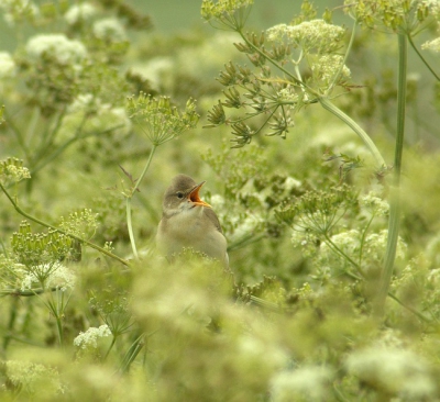 Dit plaatje doet me toch een beetje terug verlangen naar de zomer.... Het is erg gaaf om wat langer bij deze vogel te blijven staan, ik telde zo'n 18 soorten die hij imiteerde!!