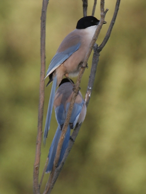 Uit de oude doos. Blauwe Eksters in overvloed op de camping van Monfraque. Ze zitten helaas bijna nooit een keertje stil.
Canon EOS 20D - Sigma 170-500 - F 5.6 -1/100 sec - ISO 100 - npoot