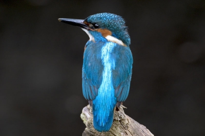 ijsvogel  een keer van een andere kant belicht