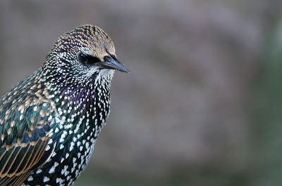 Spreeuwen, lelijke nare vogels?
Nee hoor, kijk maar eens naar de kleuren: paars, blauw, groen, bruine randjes, zwart, witte stippen, prachtvogel.
canon eos 350d, canon ef 70-300mm f/4-5,6 is usm