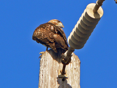 roodachtige buizerd?, in de haven van San Pedro, op een electriciteitspaal...