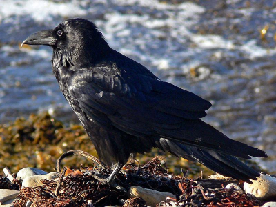 ...verrassing tussen alle pelikanen, meeuwen, reigers & zeeleeuwen, kortom, not your average seabird...