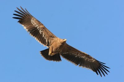 Op de laatste dag in Iran nog een bezoekje gebracht aan een slachterij net buiten Bandar Abbas. Boven het terrein cirkelden honderden Zwarte Wouwen en tientallen Steppearenden.
Foto uit de hand genomen toont ongeveer 80% van de originele opname.