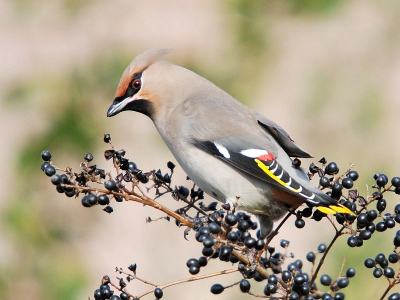Wat zijn het toch fraaie vogels, jammer dat ze zo'n pest-naam hebben. Past eigenlijk niet, want het zijn zeer benaderbare vogels.
Deze leek wel te poseren.