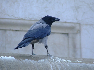 Na lang afwezig geweest te zijn op birdpix (te druk met school) nu een plaatje wat het resultaat is van een werkweek naar Rome (ook met school:) ). De foto is gemaakt bij een van de monumentale fonteinen van het Vittoriano, voor degenen die bekend zijn in Rome.