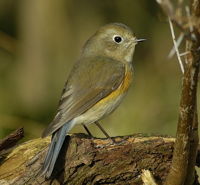 Ik hoop dat jullie nog niet blauwstaartmoe zijn...
Wat was het vandaag weer gaaf!!! bijna geen mensen en soms alleen met de vogel op 2,5m afstand!!!