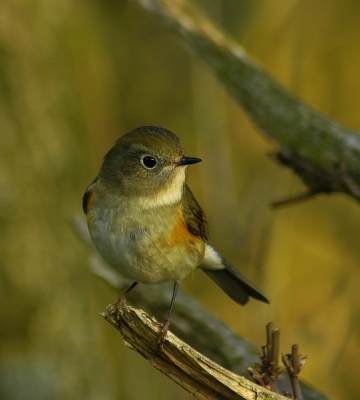 Ik hoop dat jullie nog niet blauwstaartmoe zijn...
Wat was het vandaag weer gaaf!!! bijna geen mensen en soms alleen met de vogel op 2,5m afstand!!!
