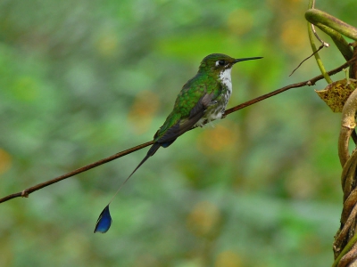 immature male. Nog eens een hummertje... Volwassen mannetjes hebben een groene buik; vrouwtjes missen de staartvlaggetjes.