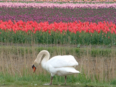 <i class='fa fa-user'></i> Art | Knobbelzwaan  <i class='fa fa-eye'> 724</i>  <i class='fa fa-thumbs-up'> 2</i>   <i class='fa fa-comment-o'> 6</i>