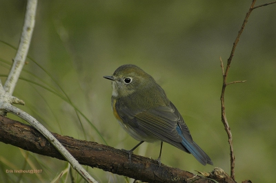 Ik vind dit mijn mooiste foto van de blauwstaart! De combi met achtergrond en de takken vind ik erg gaaf! hoe denken jullie daar over?

de foto is fullframe