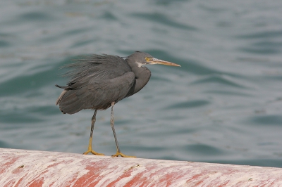 Met 148 individuen was dit op 1 na de algemeenste van de 7 soorten reigers die we geteld hebben. Alleen de Blauwe was met 494 nog een stuk algemener. 80 tot 90% van de rifreigers die we zagen waren donkere individuen zoals op deze foto, de rest was wit en een enkel beest was heel licht grijs.
Foto genomen van 1-poot toont ongeveer 75% van de originele opname.