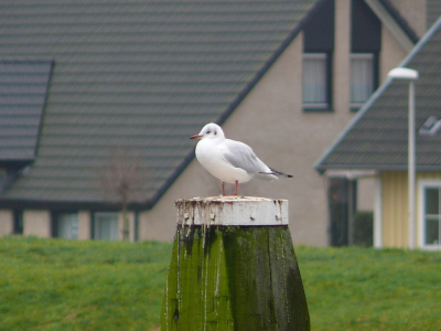Deze kokmeeuw poseerde netjes op de meerpaal.