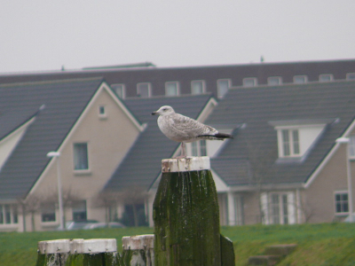 Een mooie jonge zilvermeeuw poseert op een meerpaal.