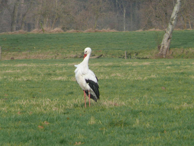 Heen weg helemaal geen ooievaars gezien.. terugweg ineens 2 ooievaars... in het weiland. gauw wat plaatjes geschoten :-)