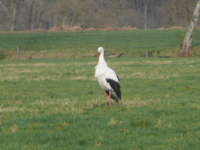 Dezelfde ooievaar als de vorige plaat..