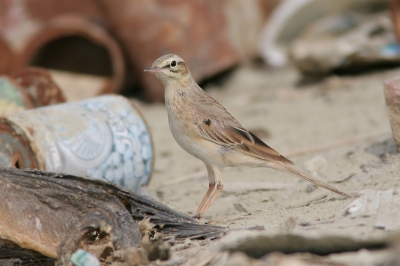 Op het "strand" van een Iraans vissershaventje is altijd wel wat lekkers te vinden tussen de rotte vis en roestige blikjes ;-)
Foto genomen vanaf 1-poot toont ongeveer 75% van de originele opname.