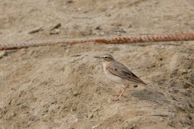 Zelfde vogel, maar meer van de middelste velugeldekveren zichtbaar.