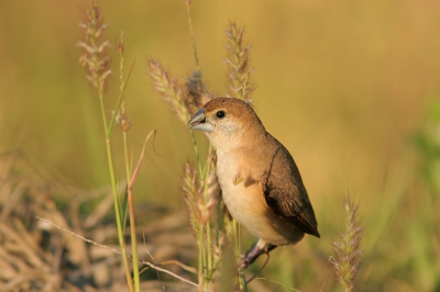 Een beetje een voliere-gevoel, maar wel hele gezellige en vertrouwelijk vogeltjes die ongestoord op 2 meter afstand graszaadjes zaten te eten in het late middagzonnetje. Foto genomen vanaf 1-poot toont ongeveer 80% van de originele opname