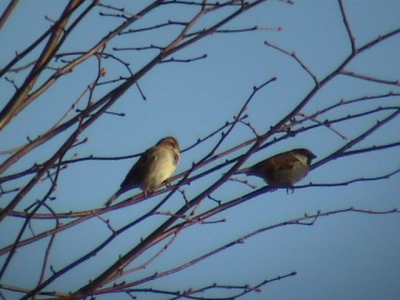 Mijn eerste vogelfoto. Ik hoop dat dit toch een beetje toonbaar is.maar ik vind het toch een klein begin.