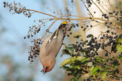 Deze pestvogel was als een ware acrobaat aan het fourageren.