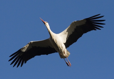 Het ooievaar paartje dat al een aantal jaren in Wijk bij 
Duurstede broedt is al weer gesignaleerd. Je wordt er altijd weer vrolijk van als je ze al klepperend over je heen hoort komen.