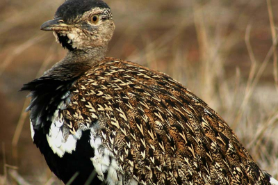 Ik zag de net geplaatste hornbill uit het Krugerpark, wat me inspireerde om zelf ook een plaatje uit het Kruger te sturen.
Ik probeer dit soort foto's altijd door de compositie iets extra's te geven, maar daar moet je natuurlijk van houden.