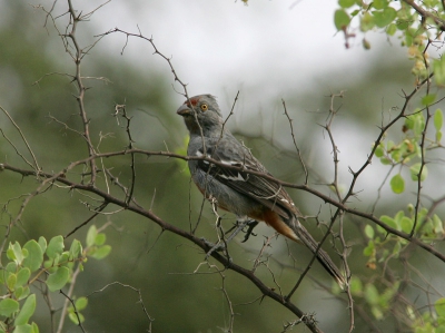 Deze bedreigde vogelsoort momt op noch maar 4 plekken voor in het Noorden van Peru. De gehele populatie bestaat uit nog geen 500 exemplaren en gaat in aantal achteruit wegens het kappen van bos.
Waarscijnlijk uit uitstervende soort.

Jack
http://www.dwaalgast.nl