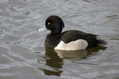 Mijn eerste foto voor birdpix. canon 20D met EF 75-300 mm, ISO 400, 1/400 sec, f 7,1. Full frame.