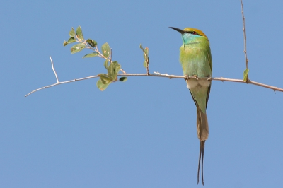 Even een kleurrijk plaatje op deze grauwe ochtend. Kenmerkend voor deze ondersoort is het ontbreken van blauw boven de wenkbrauwstreep en het smalle donkere bandje onderaan de keelvlek.
Foto genomen vanaf 1-poot toont meer dan 90% van de originele opname.