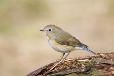 Ook maar een foto van de Blauwstaart gemaakt