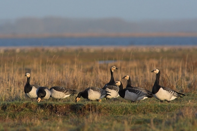 Een groepje brandganzen in de late middagzon, op de achtergrond het Lauwersmeer.

Canon EOS 350D, EF 300mm f/4 IS USM + 1.4 converter, 1/500 sec., f7.1, ISO 400, -2/3 stop, uit de hand
