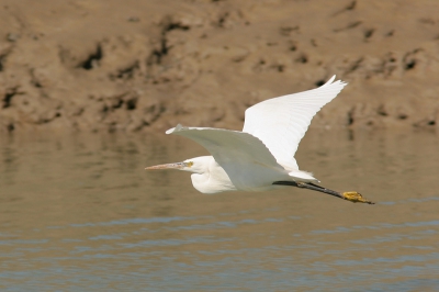 Aan de kust zagen we veel meer Westelijke Rifreigers dan Kleine Zilverreigers (148 tegen 10), maar met de witte individuen was het soms nog lastig bv op grotere afstand om de beide soorten uit elkaar te houden. Moeilijk hard licht midden op de dag, ondanks 2/3 stop onderbelichting "bijna" de tekening kwijt in het wit.
Foto uit de hand genomen toont 75% van de originele opname.