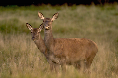 2 hindes  die even tot rust zijn gekomen tijdens de bronst, tis alsof dr uit 2 dieren 1 hinde onstaat