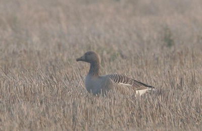 grauwe gans met vuile snavel