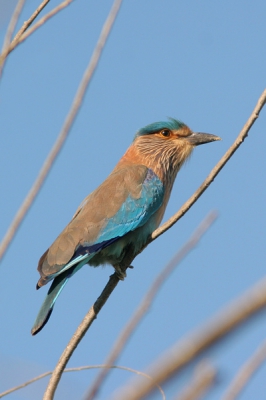 En nog een algemene kleurrijke vogel uit deze streek.
Vanf 1-poot genomen. Vertikale uitsnede uit oorspronkelijk horizontale opname (hoogte origineel).