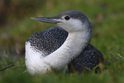 Deze Roodkeelduiker zat in een slootje in een woonwijk in Rijnsburg en was aktief aan het vissen. Hij had blijkbaar een wondje op z'n borst dat hem erg irriteerde want hij zat er voortdurend aan te plukken. Hij trok zich weinig van me aan en ik kon hem daardoor tot op 4 meter benaderen. Vandaar deze pasfoto.
Nikon D200 200-400mm F6.3 1/320s ISO-250 -/-1.0
