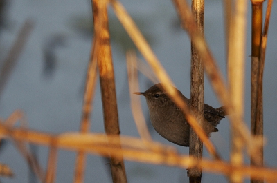 Winterkoning verstopt in het riet.