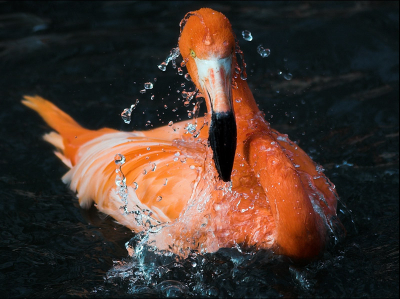 Flamingo's Bath. Little bit of luck, enought sunlight, black shadowed forest for dark reflection.
Canon EOS 1D
Canon EF 300mm f4.0 L USM IS
1/1250 sec
f4.0
ISO 200 ASA
RAW

Senn, www.sencar.hr