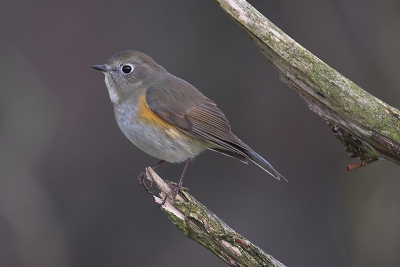 Nikon D200  450mm F5.6  1/50s -/-0.7 ISO400.
Iemand heeft z'n lenskap (Nikon) laten liggen bij de Blauwstaart. Mocht je hem kwijt zijn, stuur me even een berichtje.
