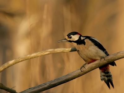 Voor 't eerst dat ik een Grote Bonte Specht heb mogen aanschouwen, en ook nog op de foto mocht zetten!

Ik heb nog niet veel vogelfoto's gemaakt, maar vond het erg leuk om vanuit een schuilhutje diverse soorten te mogen zien.

Ben er zelf heel blij mee, hoop dat jullie 'm ook mooi vinden.
De achtergrond zijn allemaal dode takken, verdorde bladeren en onkruid........

Groetjes,
Petra