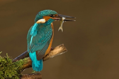 Zoals velen van jullie wel weten heb ik wat met ijsvogels. Of dat ook andersom zo is weet ik niet maar feit is dat ze in 2006 erg aardig voor mij geweest zijn. Dit is een van de platen waar ik zelf erg tevreden over ben omdat alles in mijn ogen gewoon klopt en voldoet aan het beeld ik voor ogen had.
Nikon D70; Sigma 500 mm f4,5; iso 200; 1/90 sec bij f6,7 en - 1/2 stop. Vanuit schuiltent (25% crop)