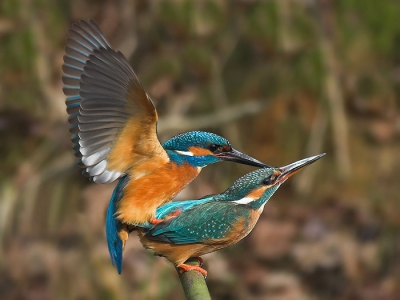 Deze foto heeft mij waarschijnlijk wel het meeste blijdschap van het afgelopen jaar gegeven. Ik had een plekje op het oog waar ik twee ijsvogels volop in balts achter elkaar aan had zien vliegen en wilde het er maar eens een ochtend op wagen. Nog niet zozeer om foto's te maken maar vooral om te kijken waar de ijsvogels zich precies ophielden. Nou; pal voor mijn neus dus. Maar dat was nog niet alles want ik mocht getuige zijn van deze geweldige natuurervaring.
nikon d70, af-s 300m f4, 1/350 sec bij f4, - 1 stop vanuit schuiltent. (Crop ca 30 % van het origineel.)