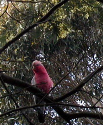 the Galah is one of the most abundant and familiar of the Australian parrots, found in large flocks, in a variety of timbered habitats.